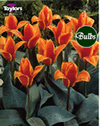 Donald Duck - Greigii Tulip Bulbs