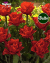 Tulip Red Ridng Hood Bulbs - XL Value Range