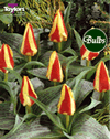 Gluck - Kaufmanniana Tulip Bulbs