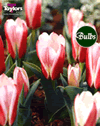 Hearts Delight - Kaufmanniana Tulip Bulbs