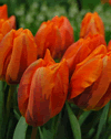 Hermitage - Cottage Garden Tulip Bulb