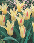 Johann Strauss - Kaufmanniana Tulip Bulbs