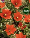 Little Princess - Tulipa Species Tulip Bulbs