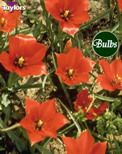 Little Princess - Tulipa Species Tulip Bulbs