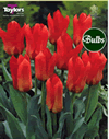 Oriental Beauty - Greigii Tulip Bulbs