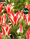 Pinocchio - Greigii Tulip Bulbs