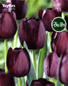 Tulip Queen Of The Night Bulbs - XL Value Range