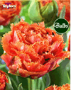 Sensual Touch - New & Spectacular Tulip Bulbs