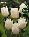Swan Wings - New & Spectacular Tulip Bulbs