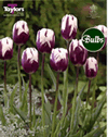 Zurel - New and Spectacular Tulip Bulbs
