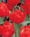 Tulip Double Early Abba Xtra Large Bulbs