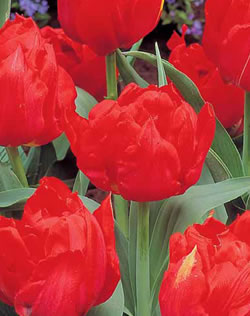 Tulip Double Early Abba Xtra Large Bulbs