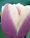 Tulip Atlantis Xtra Large Bulbs