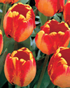 Tulip Banja Luka Xtra Large Bulbs