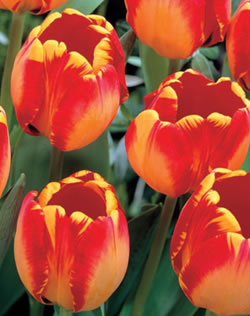Tulip Banja Luka Xtra Large Bulbs