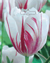 Tulip Carnaval de Rio Xtra Large Bulbs