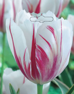 Tulip Carnaval de Rio Xtra Large Bulbs