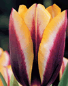 Tulip Gavota Xtra Large Bulbs