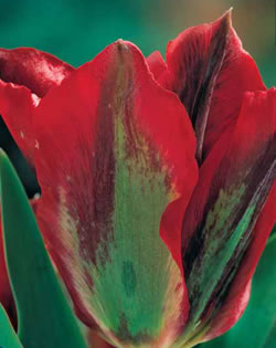 Tulip Hollywood Xtra Large Bulbs