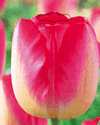 Tulip Judith Leyster Xtra Large Bulbs