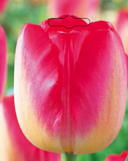 Tulip Judith Leyster Xtra Large Bulbs