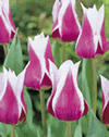 Tulip Lily Flowering Claudia Xtra Large Bulbs