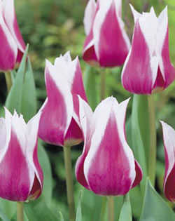 Tulip Lily Flowering Claudia Xtra Large Bulbs