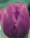 Tulip Purple Prince Xtra Large Bulbs