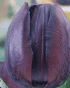 Tulip Queen of the Night Xtra Large Bulbs