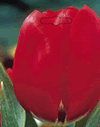 Tulip Red Revival Xtra Large Bulbs