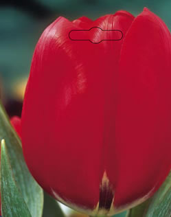 Tulip Red Revival Xtra Large Bulbs