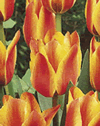 Tulip Rockery Cape Cod Xtra Large Bulbs