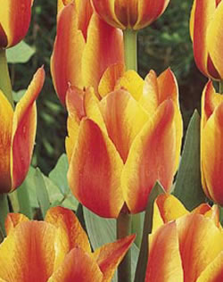 Tulip Rockery Cape Cod Xtra Large Bulbs