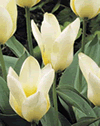 Tulip Rockery Concerto Xtra Large Bulbs