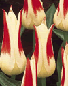 Tulip Rockery Johann Strauss Xtra Large Bulbs