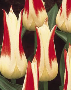 Tulip Rockery Johann Strauss Xtra Large Bulbs