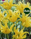 Yellow Spider - New & Spectacular Tulip Bulbs