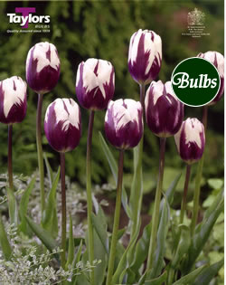 Zurel - New and Spectacular Tulip Bulbs