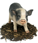 Pot Bellied Pig - Resin Garden Ornament