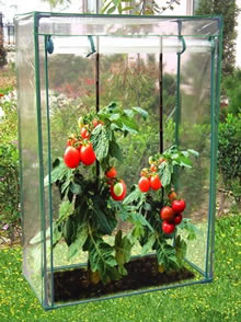 Tomato Growhouse