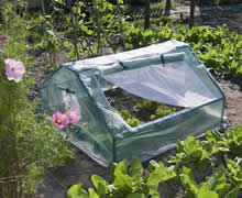 Cold Frame Greenhouse