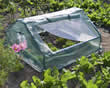 Cold Frame Greenhouse
