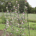Haxnicks Steel Pea and Bean Frame