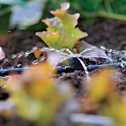 Small Image of Hozelock Micro Irrigation In line Adjustable Dripper - 2786