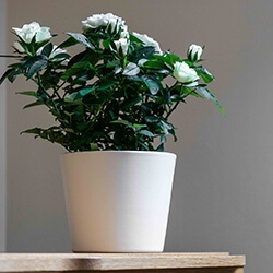 Small Image of Ivyline 440 Series 13cm Indoor Plant Pot in Antique White