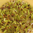 Geo Alfalfa Sprouting Seeds