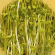 Geo Broccoli Sprouting Seeds