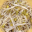 Geo Buckwheat Sprouting Seeds