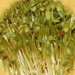Geo Clover Sprouting Seeds