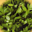Geo Cress Sprouting Seeds
